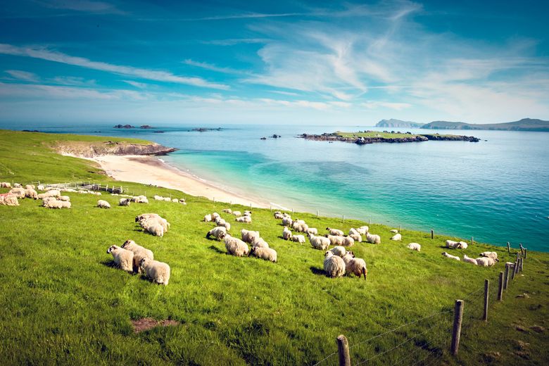 Schafe auf der Weide neben dem Atlantik.