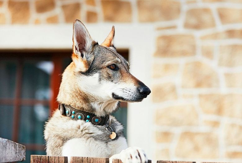 Ein Hund bewacht den Garten.