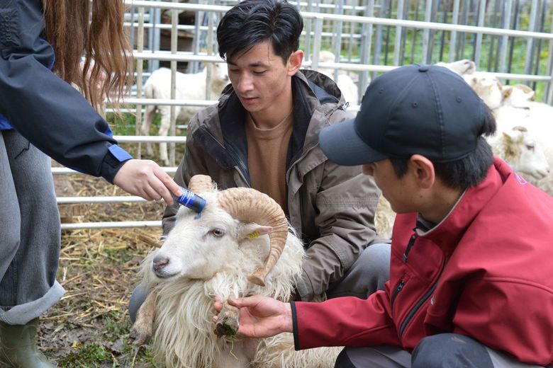 zwei junge Männer halten ein Schaf. Eine Frau kennzeichnet es mit einem blauen Stift auf der Stirn
