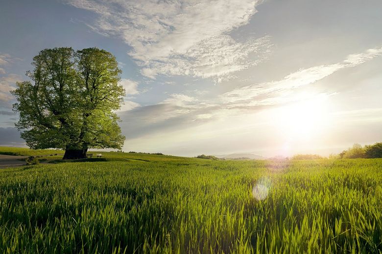 Am Horizont befindet sich ein Baum. Die Sonne geht unter.